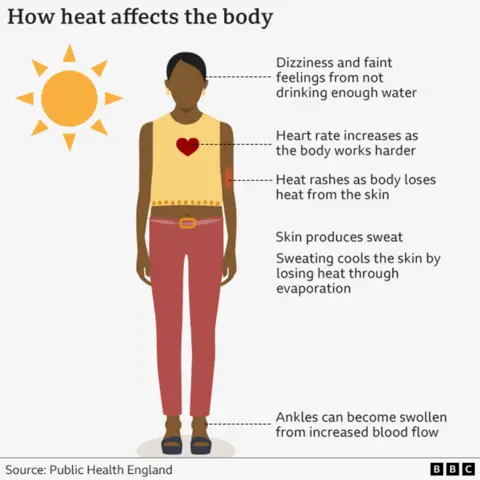 09cc7320-4b86-11f0-a466-d54f65b60deb 09cc7320-4b86-11f0-a466-d54f65b60deb A graphic listing some of the effects of heat on the body, including: fizziness and faint feelings from not enough water; increased heart rate; sweat; and swollen ankles. What does hot weather do to the body? 09cc7320 4b86 11f0 a466 d54f65b60deb