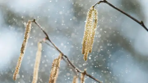 10fa2600-4853-11f0-8ee0-4f68d841efd9 10fa2600-4853-11f0-8ee0-4f68d841efd9 Getty Images Pollen is visibly blowing through the air from a tree Why is my hay fever so bad this year? 10fa2600 4853 11f0 8ee0 4f68d841efd9