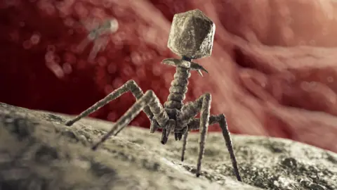 1628e0c0-5367-11f0-a0b2-13bcfa16c1d6 1628e0c0-5367-11f0-a0b2-13bcfa16c1d6 Getty Images The phage has a five spindly legs a corkscrew body and then atop it sits an angular capsule. It looks like a cross between a moon lander, a sinister alien and a nightmare fuel insect. I found a bacteria-eating virus in my loo – could it save your life? 1628e0c0 5367 11f0 a0b2 13bcfa16c1d6