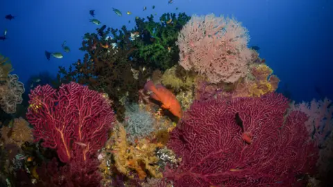 30ae5b20-484d-11f0-ad73-b517cf483813 30ae5b20-484d-11f0-ad73-b517cf483813 Global Witness The underwater image shows a rich, colourful coral reef. There are corals of different shades of pink, yellow and greenish blue in the foreground, with a bright orange fish seeming to nibble on one of the corals. Multiple tropical fish are swimming in bright blue water in the background. Race to mine metals for EV batteries threatens marine paradise 30ae5b20 484d 11f0 ad73 b517cf483813