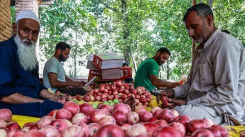 54cf68e0-2a4e-11f0-a8b0-31dbf9c39693 54cf68e0-2a4e-11f0-a8b0-31dbf9c39693 Getty Images Two men sort apples in Kashmir India Indian scientists search for the perfect apple 54cf68e0 2a4e 11f0 a8b0 31dbf9c39693