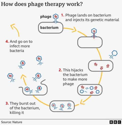 7baaa8b0-52dc-11f0-a2ff-17a82c2e8bc4 7baaa8b0-52dc-11f0-a2ff-17a82c2e8bc4 Phage therapy graphic I found a bacteria-eating virus in my loo – could it save your life? 7baaa8b0 52dc 11f0 a2ff 17a82c2e8bc4