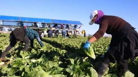 dd307580-4b9b-11f0-8efc-193ffd471116 dd307580-4b9b-11f0-8efc-193ffd471116 AFP/Getty Immigrant farmworkers harvest Lettuce at a field in Brawley, California, on December 10, 2024. 'We can't do without these people': Trump's migrant crackdown has businesses worried dd307580 4b9b 11f0 8efc 193ffd471116