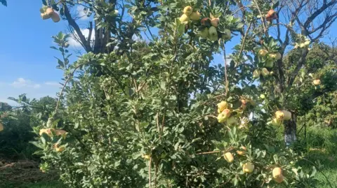 f2854000-2a4e-11f0-a8b0-31dbf9c39693 f2854000-2a4e-11f0-a8b0-31dbf9c39693 BAU Apples on a tree in eastern India Indian scientists search for the perfect apple f2854000 2a4e 11f0 a8b0 31dbf9c39693