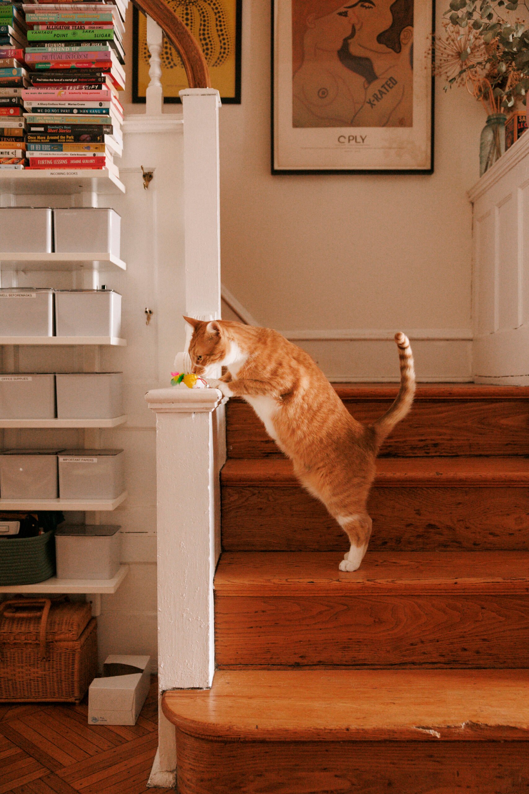 Emma Copley Eisenberg's Colorful Philly House With Books, Three Cats, and Herbal Tea on Tap  A Colorful Philly House With Three Cats and Herbal Tea on Tap 1752870208 144 JG CupOfJo March2025 EmmaArtHouseTour 4536 LRWEB scaled