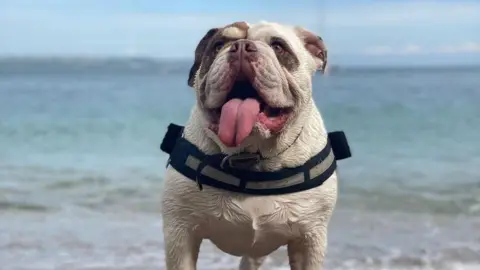 c3a2ca50-5802-11f0-9b80-41c5c093ab9b c3a2ca50-5802-11f0-9b80-41c5c093ab9b Julie Dudley the Bulldog on Cawsand Beach in Cornwall with the sea in the background British Bulldogs to mobile phones – your banknote redesign ideas c3a2ca50 5802 11f0 9b80 41c5c093ab9b